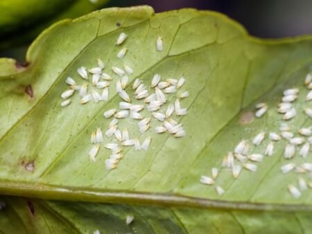 Cara Ampuh Menghilangkan Hama Kutu Kebul pada Tanaman agar Tetap Subur