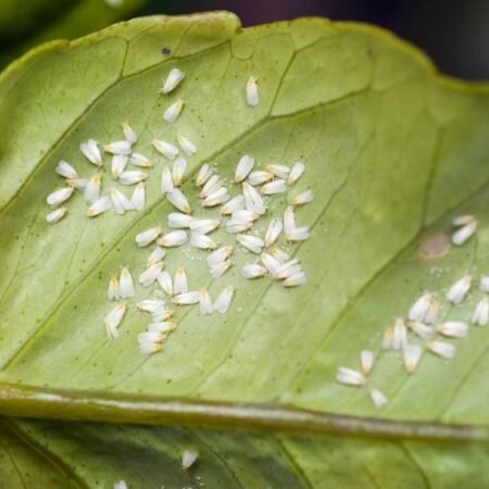 Cara Ampuh Menghilangkan Hama Kutu Kebul pada Tanaman agar Tetap Subur
