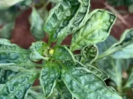 Daun Cabe Keriting? Ini Penyebab dan Cara Mengatasinya Biar Tanaman Tetap Subur