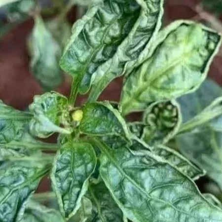 Daun Cabe Keriting? Ini Penyebab dan Cara Mengatasinya Biar Tanaman Tetap Subur