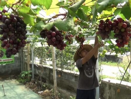 Tips Menanam Anggur Import di Rumah, Biar Cepat Tumbuh dan Berbuah Lebat