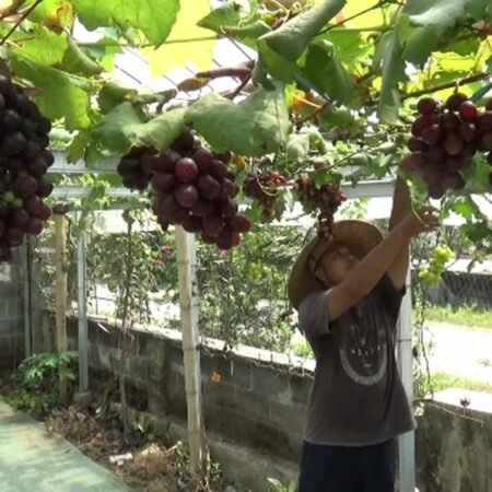 Tips Menanam Anggur Import di Rumah, Biar Cepat Tumbuh dan Berbuah Lebat