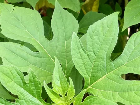 Apa Fungsi Daun Insulin dan Cara Menggunakannya? Tanaman Sederhana yang Lagi Banyak Dicari