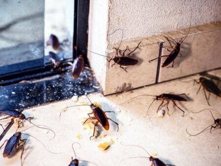 Cara Basmi Kecoa Secara Alami agar Rumah Tetap Bersih dan Nyaman