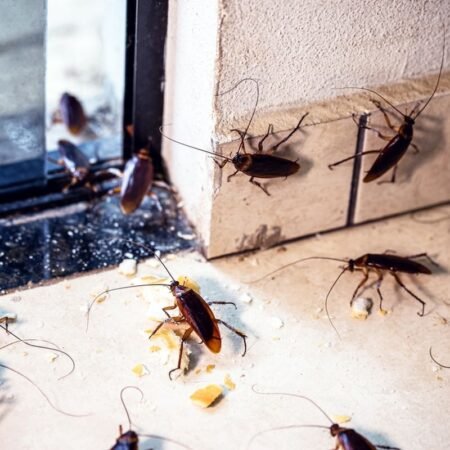 Cara Basmi Kecoa Secara Alami agar Rumah Tetap Bersih dan Nyaman