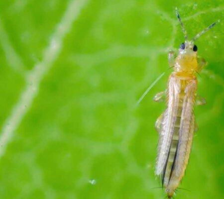 Cara Mengatasi Hama Thrips pada Cabai, Biar Tanaman Tetap Sehat dan Nggak Gagal Panen