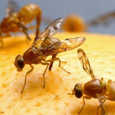 Cara Mengusir Lalat Buah di Kebun Biar Gak Gagal Panen