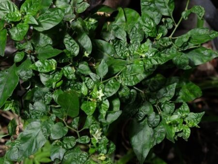 Kenapa Daun Cabai Keriting? Ini Cara Mengatasinya agar Tanaman Kembali Sehat