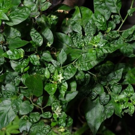 Kenapa Daun Cabai Keriting? Ini Cara Mengatasinya agar Tanaman Kembali Sehat
