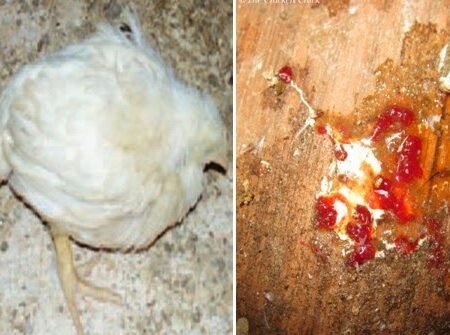 Ayam Berak Darah? Ini Penyebab Utama dan Cara Mengatasinya Biar Tidak Merugikan