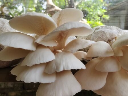 Cara Budidaya Jamur Tiram agar Cepat Panen dan Hasilnya Melimpah