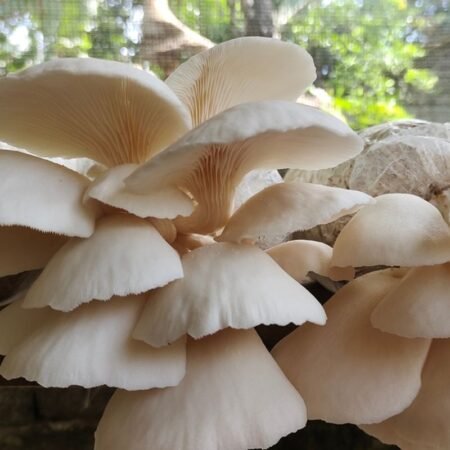 Cara Budidaya Jamur Tiram agar Cepat Panen dan Hasilnya Melimpah
