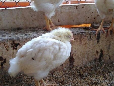 Jangan Sampai Rugi! Kenali Penyebab Virus Gumboro pada Ayam dan Solusinya