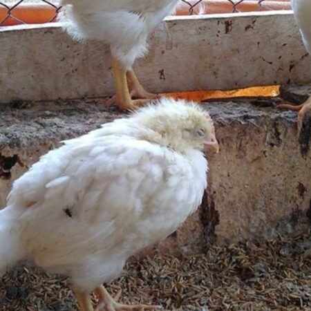 Jangan Sampai Rugi! Kenali Penyebab Virus Gumboro pada Ayam dan Solusinya