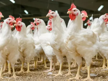 Makan Banyak tapi Ayam Pedaging Gak Gemuk! Inilah Penyebab dan Solusinya
