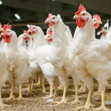 Makan Banyak tapi Ayam Pedaging Gak Gemuk! Inilah Penyebab dan Solusinya
