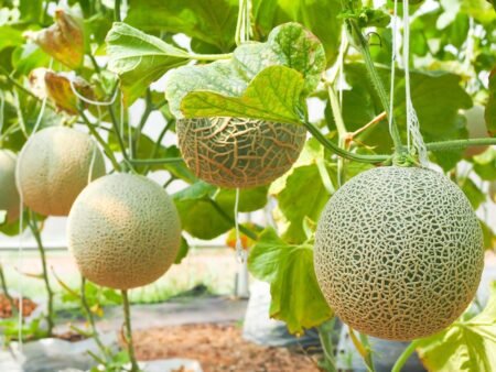 Panduan Lengkap Menanam Melon, Dari Bibit Hingga Panen