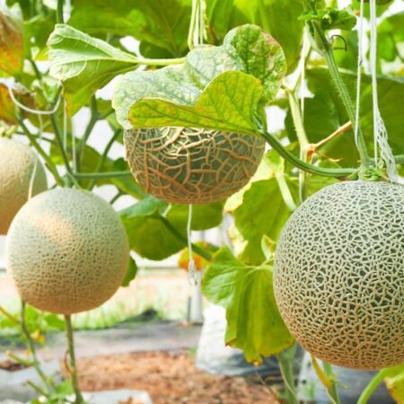 Panduan Lengkap Menanam Melon, Dari Bibit Hingga Panen