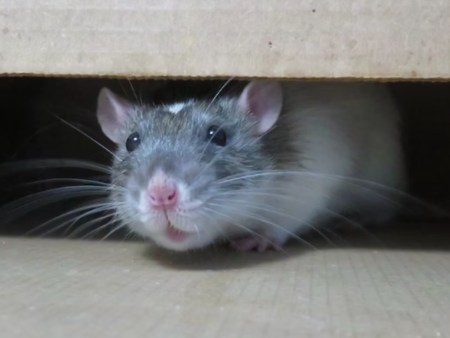 Tikus di Plafon Bikin Resah? Ini Cara Ampuh Mengusirnya Sampai Tuntas!
