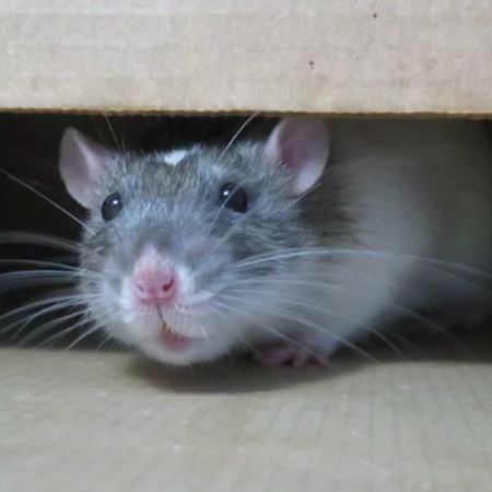 Tikus di Plafon Bikin Resah? Ini Cara Ampuh Mengusirnya Sampai Tuntas!