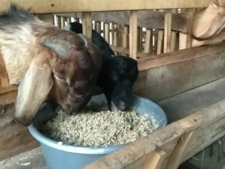 Cara Membuat Pakan Alternatif untuk Kambing, Hemat Biaya dan Mudah Dipraktikkan