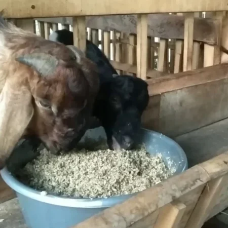 Cara Membuat Pakan Alternatif untuk Kambing, Hemat Biaya dan Mudah Dipraktikkan