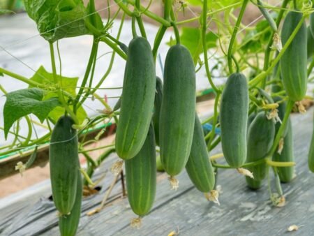 Cara Menanam Mentimun di Dalam Ruangan agar Cepat Berbuah
