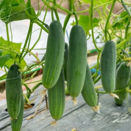 Cara Menanam Mentimun di Dalam Ruangan agar Cepat Berbuah
