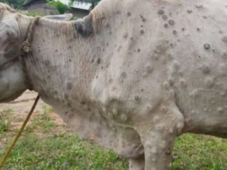 Kenapa Ada Benjolan di Kulit Sapi? Ini Penyebab dan Cara Mengatasinya