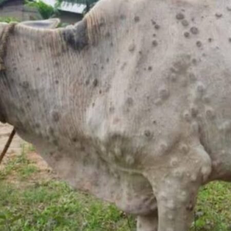 Kenapa Ada Benjolan di Kulit Sapi? Ini Penyebab dan Cara Mengatasinya