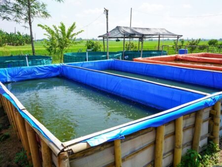 Tips Beternak Ikan Lele, Cocok Buat Pemula yang Mau Cepat Panen