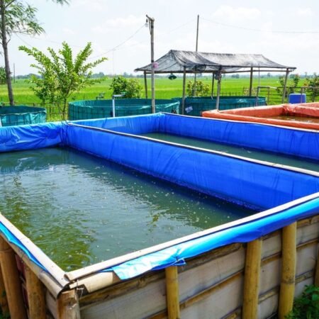 Tips Beternak Ikan Lele, Cocok Buat Pemula yang Mau Cepat Panen